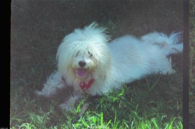 Dogs for Sale in MA