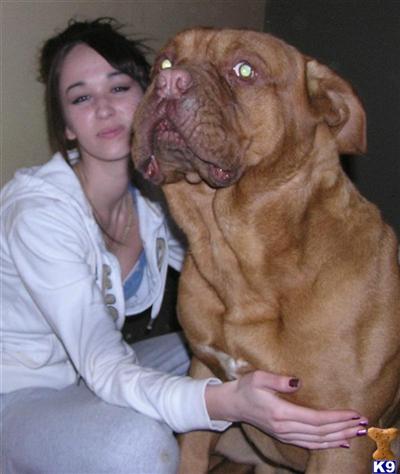 Stud Dogs - Dogue De Bordeaux
