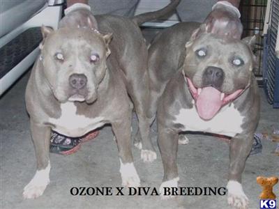 American Pit Bull Puppies in TX
