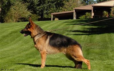 Stud Dogs in OR