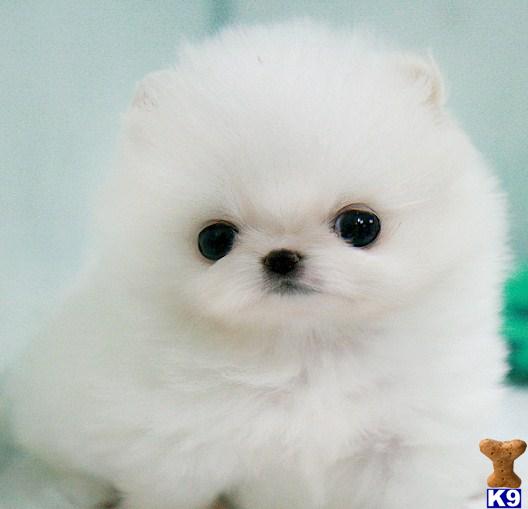 mini pomeranian puppies for free. mini pomeranian puppies for free. Pomeranian Puppies in PA