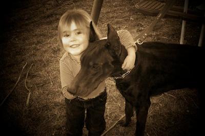 Stud Dogs - Doberman Pinscher