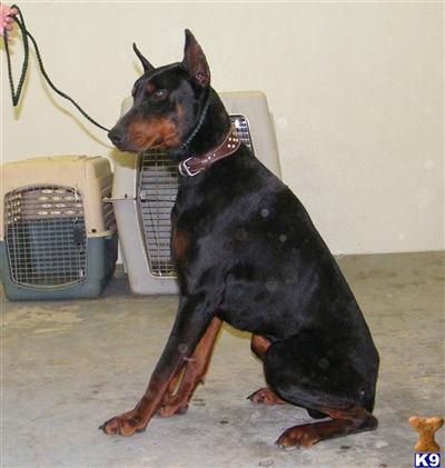 Stud Dogs - Doberman Pinscher