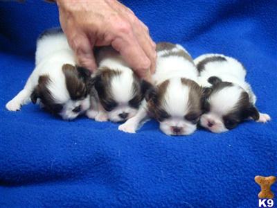 Japanese Chin Puppies for Sale