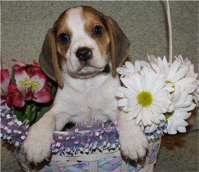 Beagle Puppies for Sale