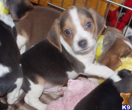 mini beagle puppies. Beagle Puppies