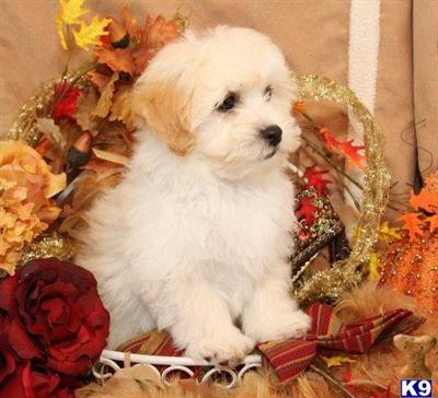 Bichon Frise Puppies for Sale