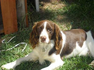 Stud Dogs - English Springer Spaniel