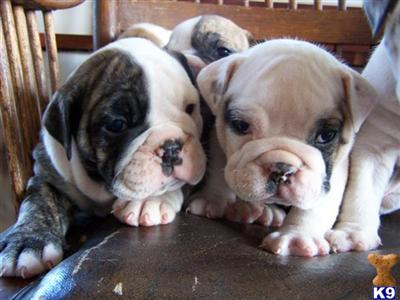 English Bulldog Puppies for Sale