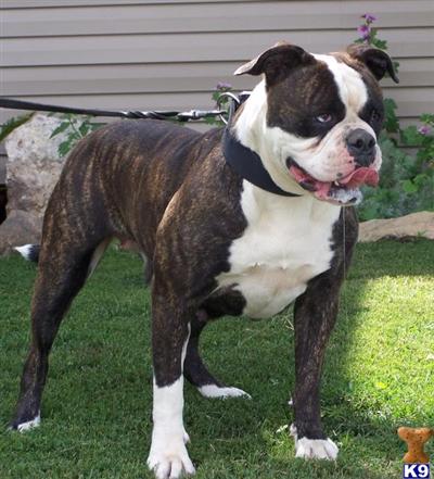 Dogs for Sale in OH