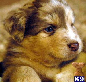 Australian Shepherd Puppies for Sale