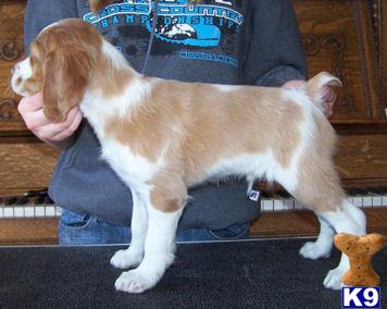 Brittany Puppies for Sale