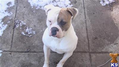 Stud Dogs - American Bulldog