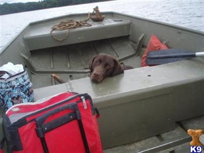 Stud Dogs in MD
