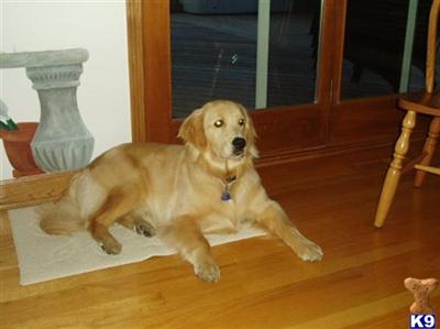 Stud Dogs - Golden Retriever