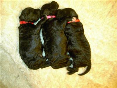 Portuguese Water Dog Puppies for Sale
