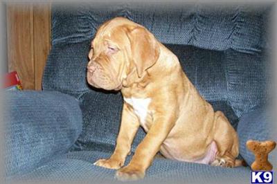 Dogue De Bordeaux Puppies for Sale