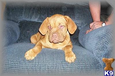 Dogue De Bordeaux Puppies for Sale