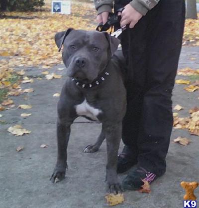 Stud Dogs - American Pit Bull