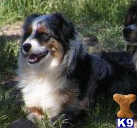 Stud Dogs in TX