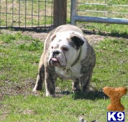 Dogs - English Bulldog
