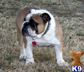 Stud Dogs in TX