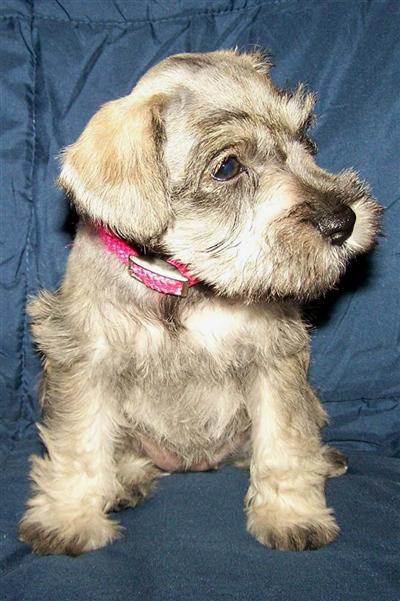 Dogs for Sale in KY