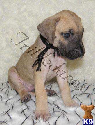 Great Dane Puppies for Sale