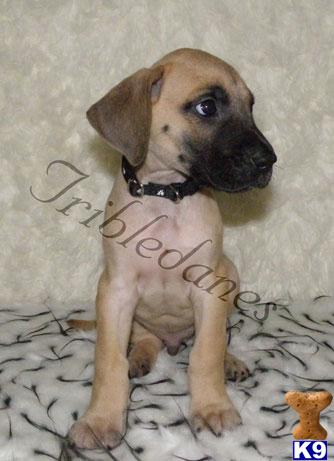 Puppies for Sale