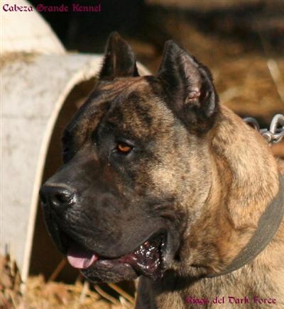 Stud Dogs - Presa Canario