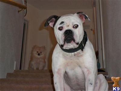 Stud Dogs - American Bulldog