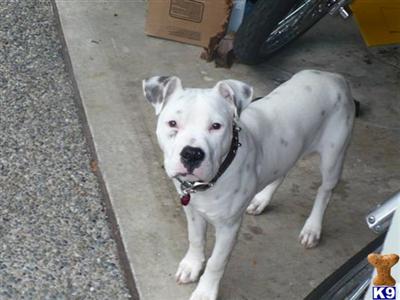 Dogs for Sale in WA