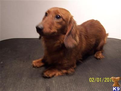 Dogs - Dachshund