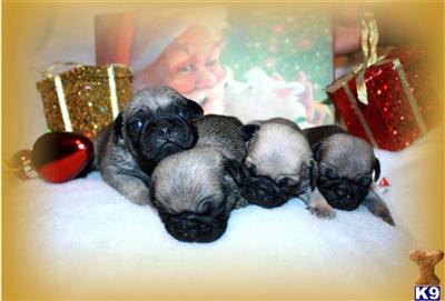 Pug Puppies for Sale