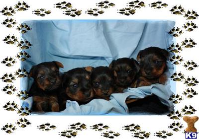 Puppies in MA