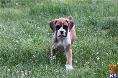 Puppies in MA