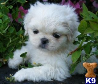 Pekingese Puppies for Sale