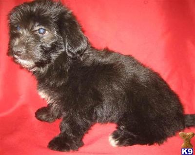 Havanese Puppies for Sale