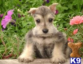 Schnoodle Puppies for Sale
