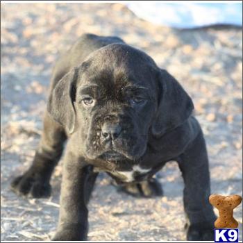 Mastiff Puppy Pics