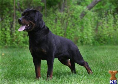 Dogs for Sale in NY