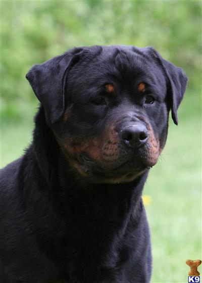 Stud Dogs - Rottweiler