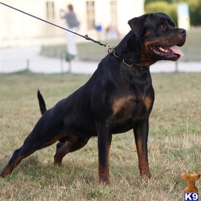 Rottweiler Puppies for Sale