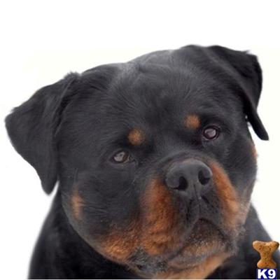 Rottweiler Puppies for Sale