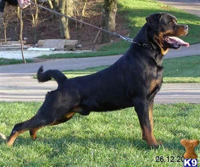 Rottweiler Puppies for Sale