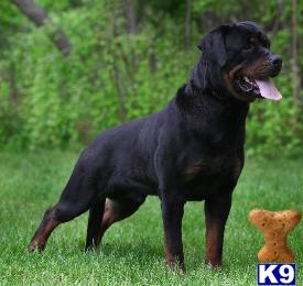 Rottweiler Puppies for Sale