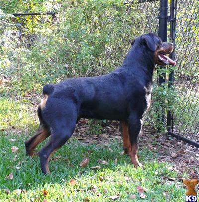 Dogs for Sale