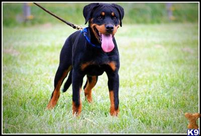 Rottweiler Puppies for Sale