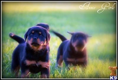 Rottweiler Puppies for Sale