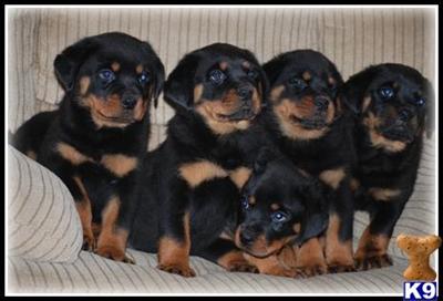 Rottweiler Puppies for Sale